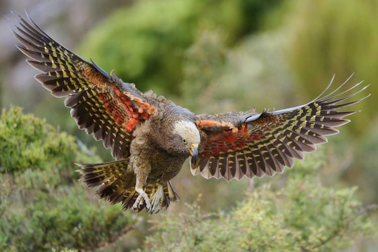 A raptor with no qualms about eating its opponents wins New Zealand's annual bird election