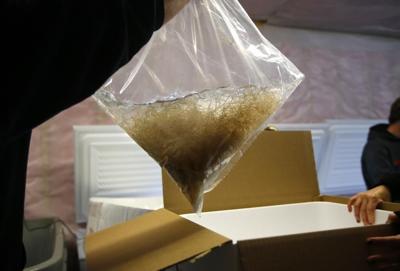 Wriggling gold: Fishermen who catch baby eels for $2,000 a pound hope for many years of fishing