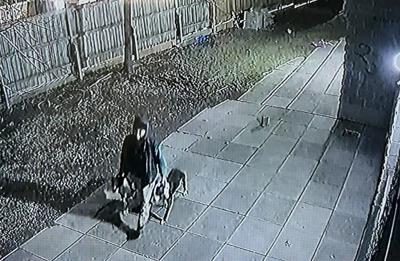 Woman left with 'life-altering' injuries after dog attack; police seeking two dogs