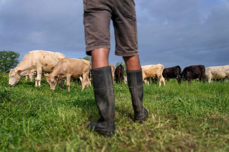 Trump accuses foreign-owned meat packers of inflating US beef prices and calls for investigation