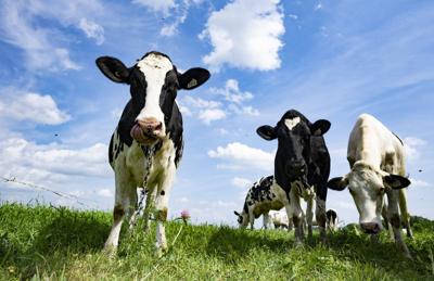 Canada, New Zealand settle trade dispute regarding supply management of dairy sector