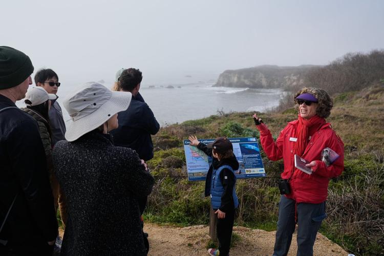 Elephant seals return to Año Nuevo State Park. Visitors watch battling bulls and 75-pound pups