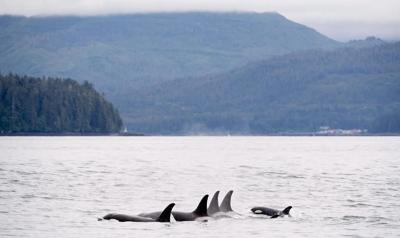 B.C. underwater microphones aim to protect whales from ship strikes: Ocean Wise