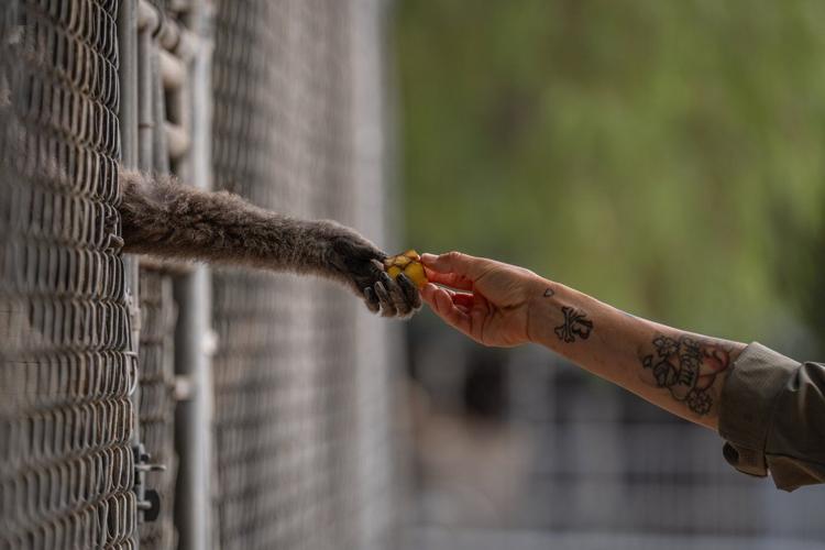 A haven for endangered gibbons, in photos