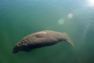 Lettuce again on the Florida menu to slow manatee starvation