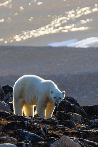 Worker interested in taking polar bear photos at Nunavut site before he was killed