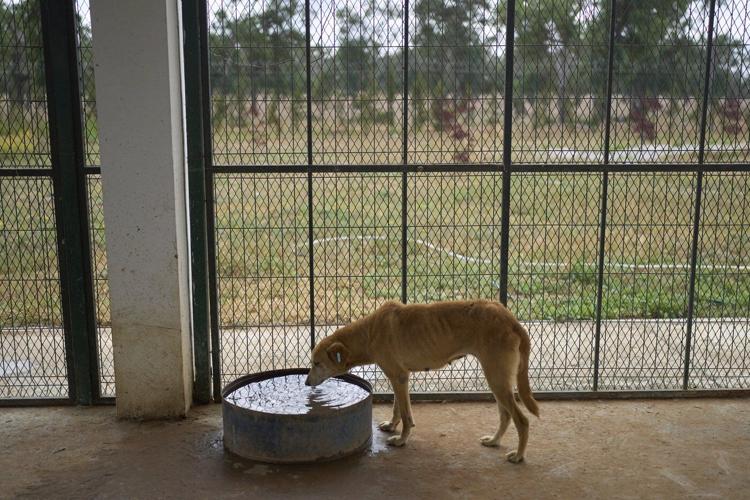 Morocco unveils policies it hopes bolster the care and management of stray dogs