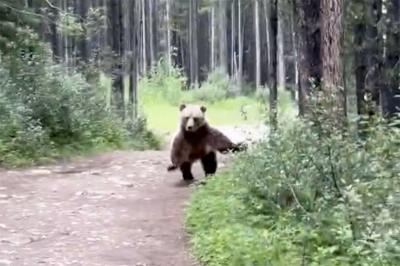 'Unbelievably frightening': Grizzly lunges at hikers in southern Alberta