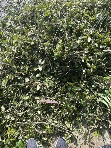 Lost wedding ring found in brush pile after Hurricane Ian