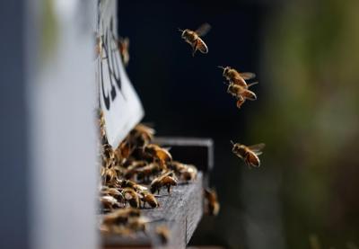 B.C.'s dramatic temperature swings put stress on bees and cattle