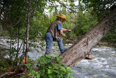 In tree rings, Concordia researchers peer into Quebec's 19th century climate