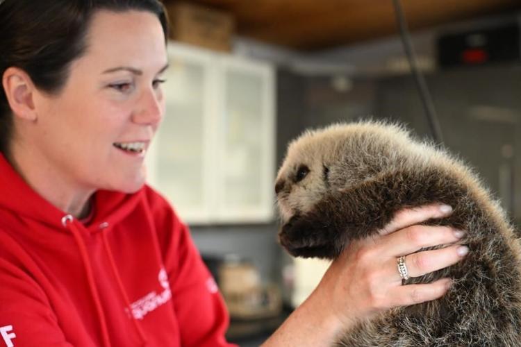 Rescuers 'cautiously optimistic' about survival of weeks-old B.C. sea otter pup