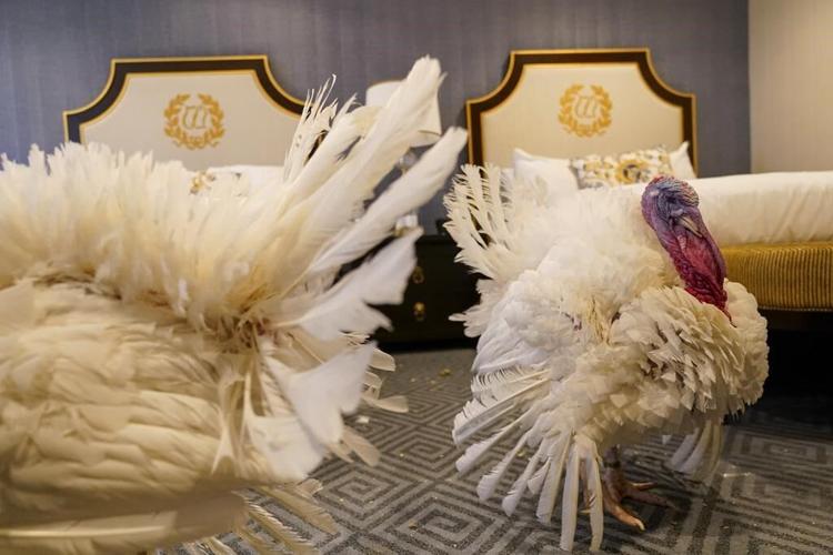 Biden pardons 好色tv Thanksgiving Turkeys while marking his 81st birthday with jokes about his age