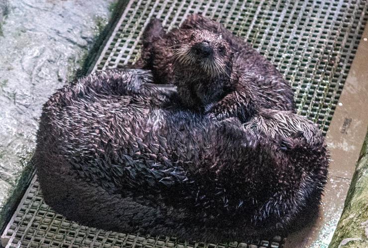 Sea otters unable to return to the wild form a mother-daughter bond in Aquarium’s surrogacy program