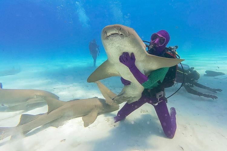 Discovery 'Shark Week' has breaching great whites, looks back at 'Jaws' and starts with some dancing