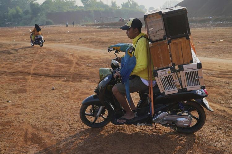 Photos show how an Indonesian motorbike mechanic became a macaw trainer