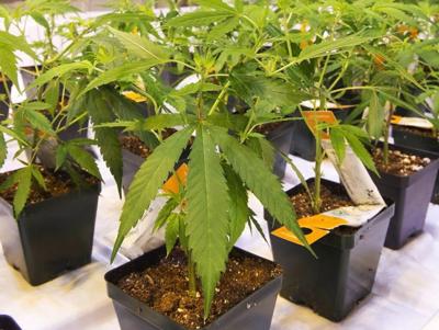 Aurora Cannabis veut mobiliser 33,8 M $ avec la vente d'actions
