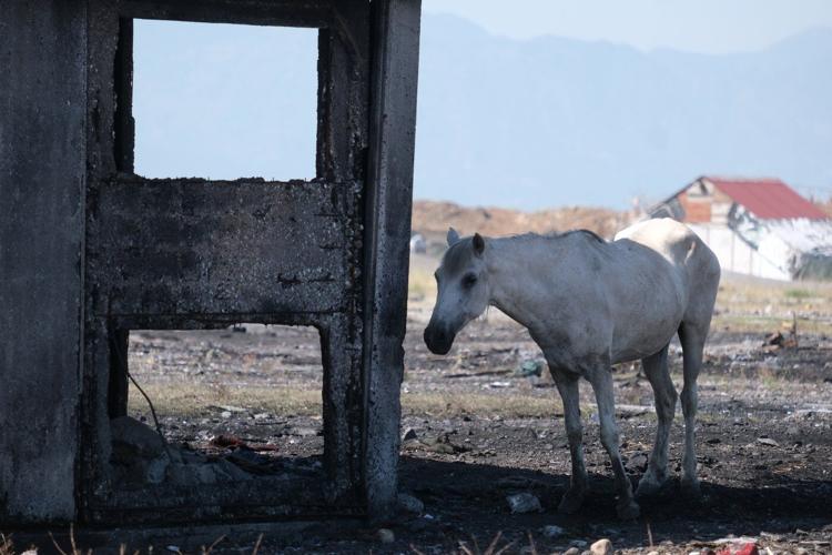 Animal welfare activists in Montenegro worried about horses in scorching European heat