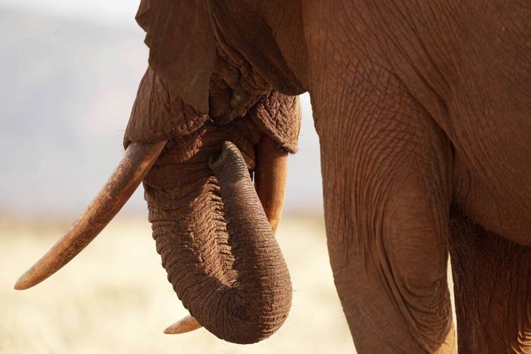 Tuesday is World Elephant Day. 5 things to know about the world's largest land mammals