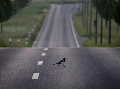 'Everyone's neighbour is a magpie': Edmonton makes magpies official city bird