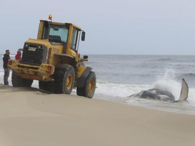 Dead whale on New Jersey's Long Beach Island is first of the year, stranding group says