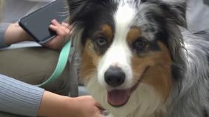 A push for pets in hospice wards in Poland