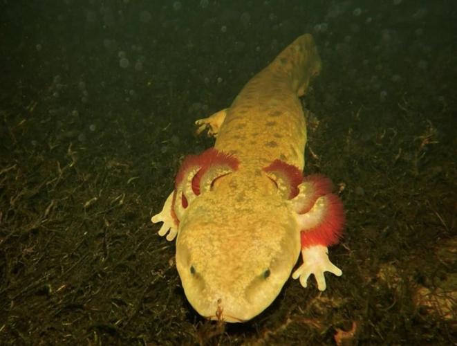 Softshell turtle has most distinct evolutionary history among ɫֱ species: study
