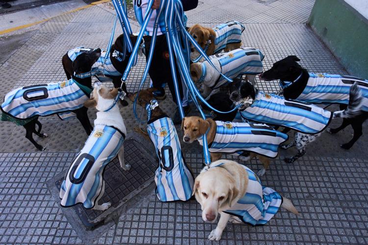 Puppy love as dog walker turns his pack of 13 into Argentina jersey-clad World Cup followers