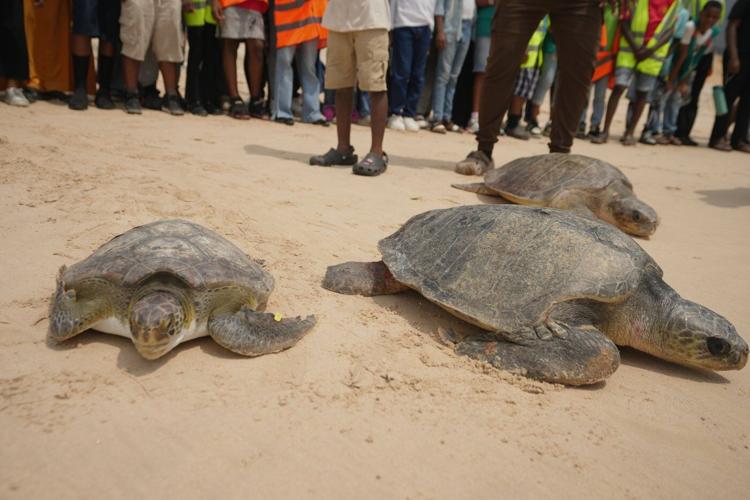 Conservation group rescues sea turtles caught in nets at Nigerian coastal city and rewards fishermen
