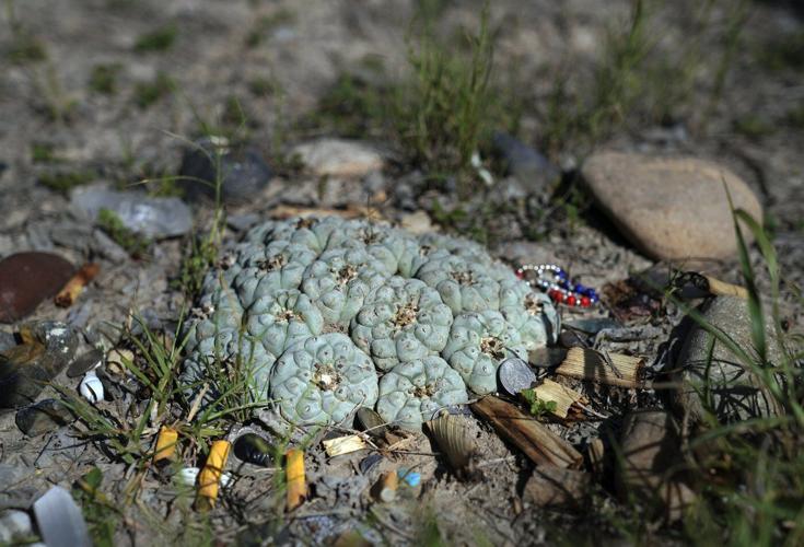 Why this Mexican American woman played a vital role in the US sacramental peyote trade