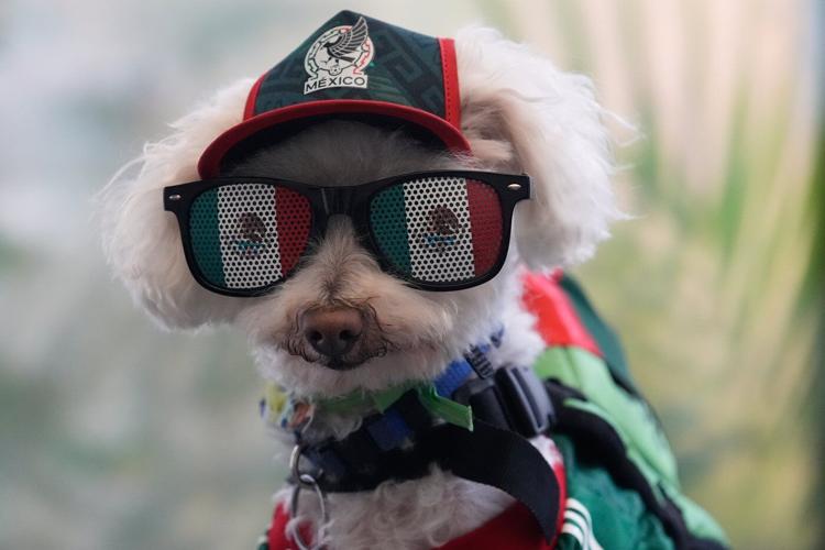 Rescue dog Osito steals hearts at the World Cup, one bike ride at a time