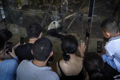 Here's what happened to a man who broke a panda park's strict dietary rules