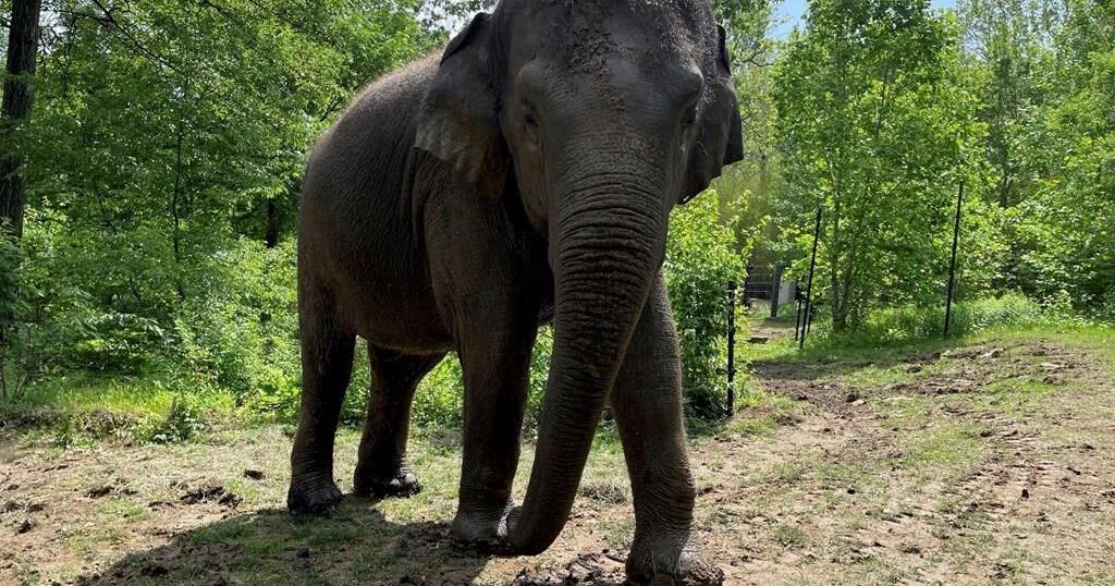 Raja the elephant, a big draw at the St. Louis Zoo, is moving to ...