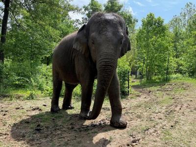 Raja the elephant, a big draw at the St. Louis Zoo, is moving to Columbus to breed