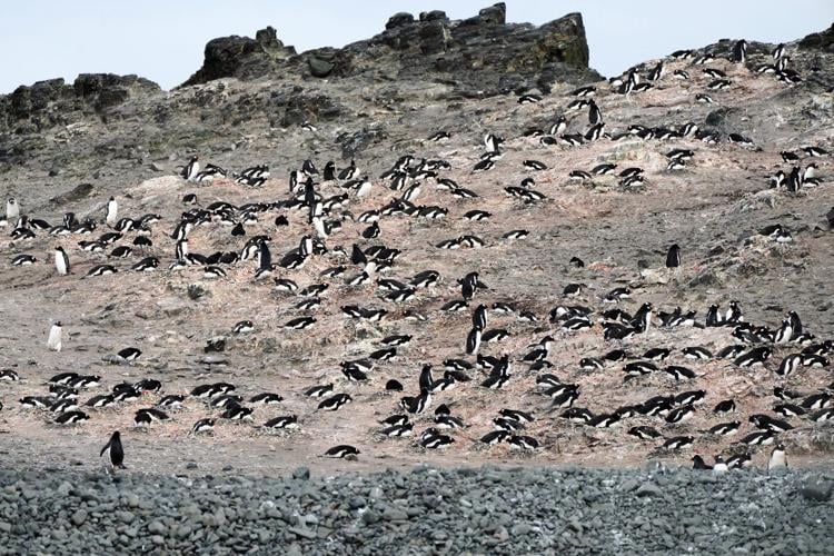 In Antarctica, photos show a remote area teeming with life amid growing risks from climate change