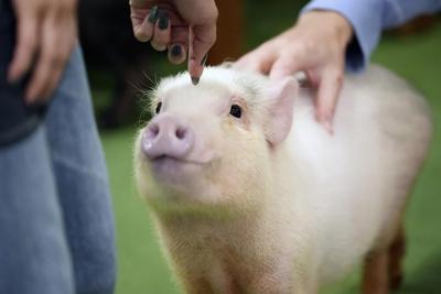 At trendy Japanese cafés, customers enjoy cuddling with pigs