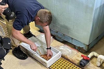 Meet Crush, the rare orange lobster diverted from dinner plate to aquarium by Denver Broncos fans