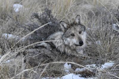 Mexican gray wolves boost their numbers, but a lack of genetic diversity remains a threat
