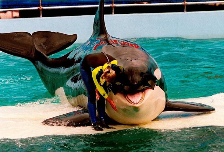 Florida aquarium agrees to return Lolita the orca to Pacific after 53 years in tank