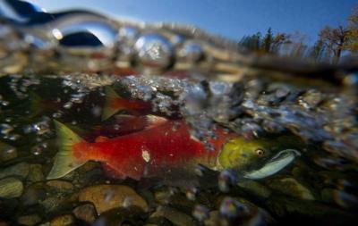 B.C. anglers flock for sockeye, but experts warn of decades-long declines for salmon