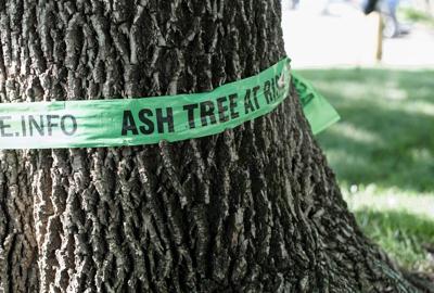 Climate Changed: How a shiny green beetle put a dent in Canada's urban forests