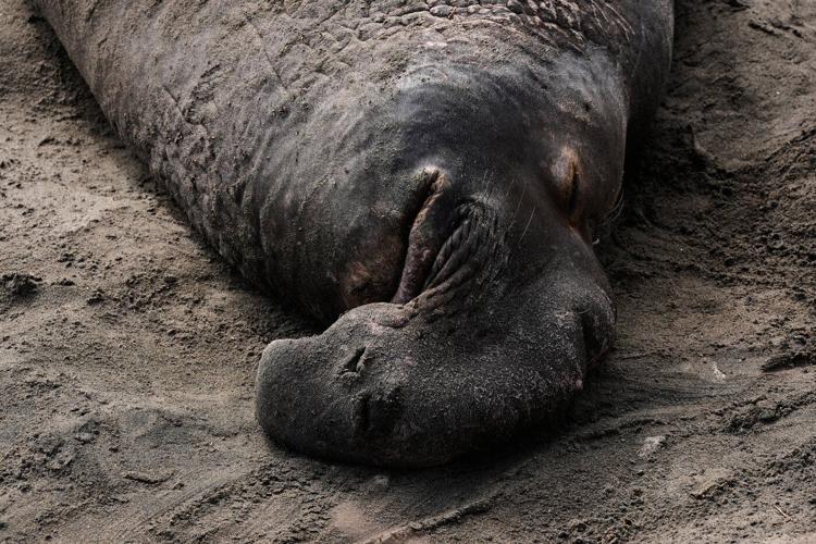 Elephant seals return to Año Nuevo State Park. Visitors watch battling bulls and 75-pound pups