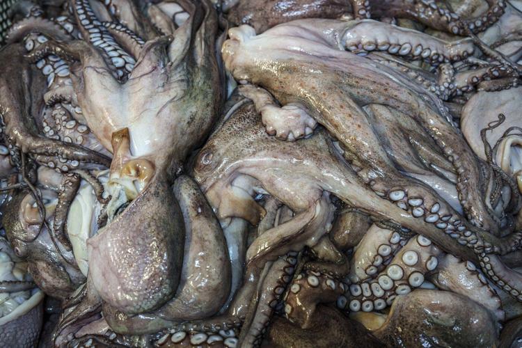 As octopuses dwindle in Spanish waters, suppliers look to imports and farming despite concerns