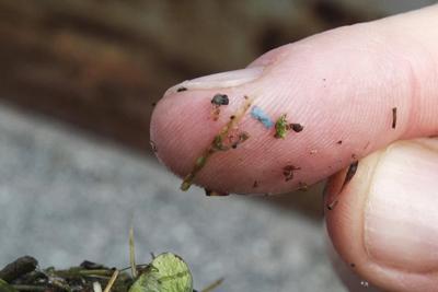 Les microplastiques, qui se retrouvent partout, sont-ils néfastes pour l'humain ?