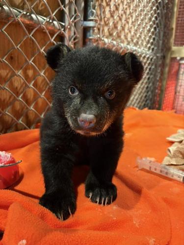 Two orphaned bear cubs rescued on Vancouver Island, after mom found dead