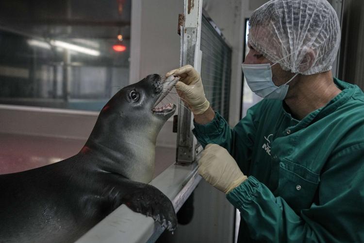 The cute whiskers are back on. Rare Mediterranean monk seals are cared for in a Greek rehab center