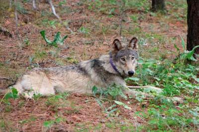 Biden administration moves to restore endangered species protections dropped by Trump
