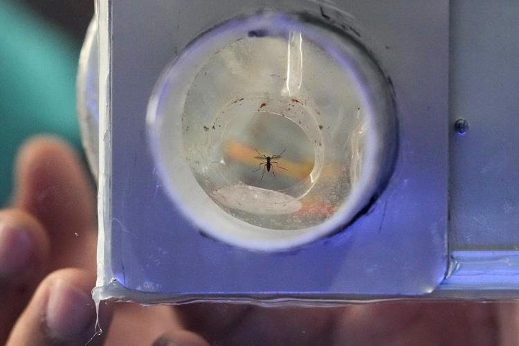 Philippine village battles dengue by offering bounties for mosquitos - dead or alive