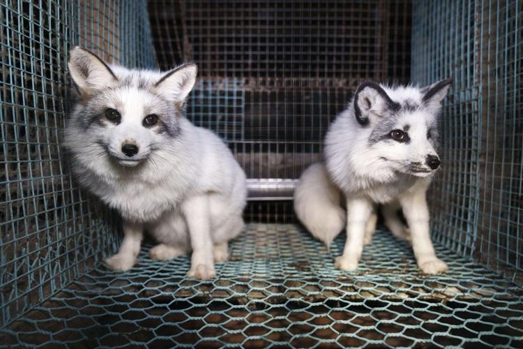Activists release images of foxes at Finnish fur farms to push EU to ban the trade