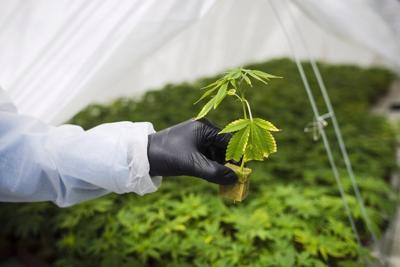Former CannTrust leaders plead not guilty to securities offences